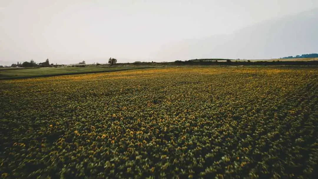 drone entreprise agriculture champ tournesol culture mademoiselle r monsieur p photographes annonay ardeche